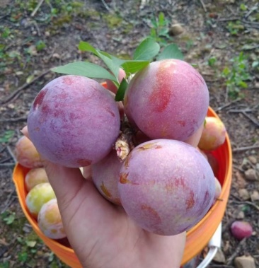 [三华李子批发]三十元五斤包邮送一斤发六斤,喜欢吃大水李的速度来单