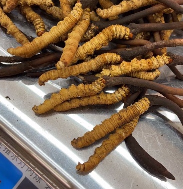 2021新鲜冬虫夏草新鲜虫草青海西宁虫草西藏虫草