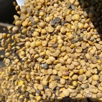 大豆瓣黑龙江大豆豆瓣，大豆瓣干豆瓣，蛋白豆瓣