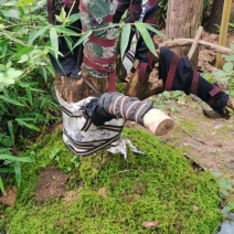 赤楠