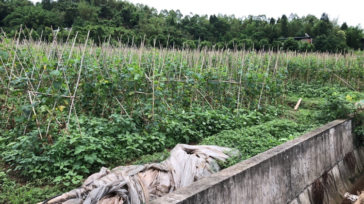 一位中年农民身穿粗布衣,在阳光照射的旱地田埂上采摘旱黄瓜,手中握着几根带叶的青绿黄瓜,身后是用竹筐装满的收获,背景可见丘陵地貌和零星树木,展现典型山区旱作农业风貌 农户采摘本地旱黄瓜场景