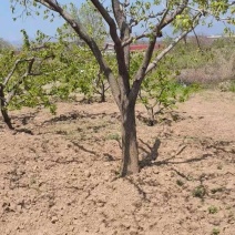 柿子树，基地供应，质量保证发祥绿化苗圃期待你的光临指