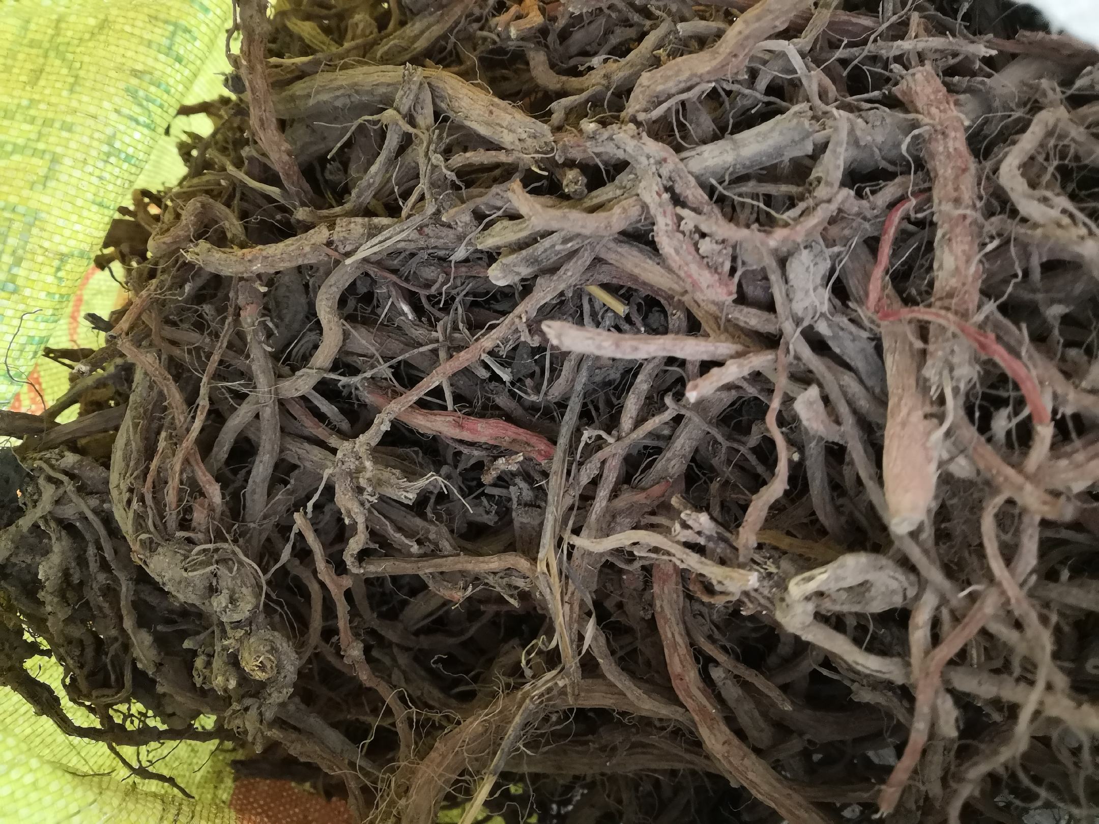 北沙参植物图