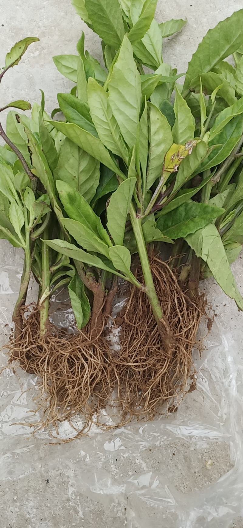 鸡毛菜青岛明月草基地明月草蔬菜现货供应