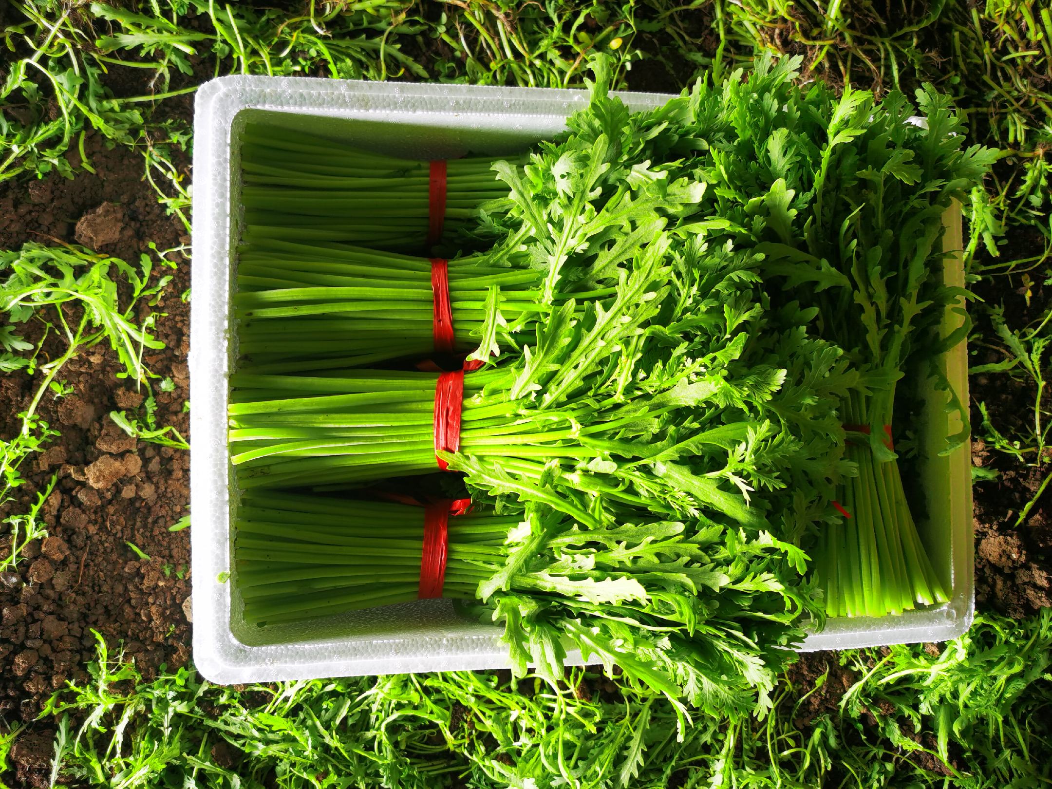 一篮新鲜的蒿子杆,叶片翠绿,茎秆挺拔 蒿子杆新鲜采摘图