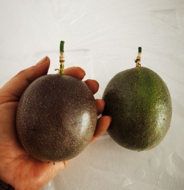 云南高山百香果紫香百香果台农百香果海拔高皮硬果肉饱满甜度