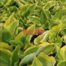 金边玉簪，苗圃基地直销，是庭院，小区，工厂绿化**选择