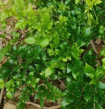 [藤茶批发]藤茶价格60.00元/斤 - 一亩田