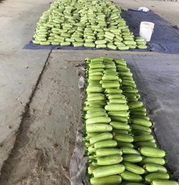 绿皮油葫芦京研公司京葫系列油葫芦色绿条正皮薄