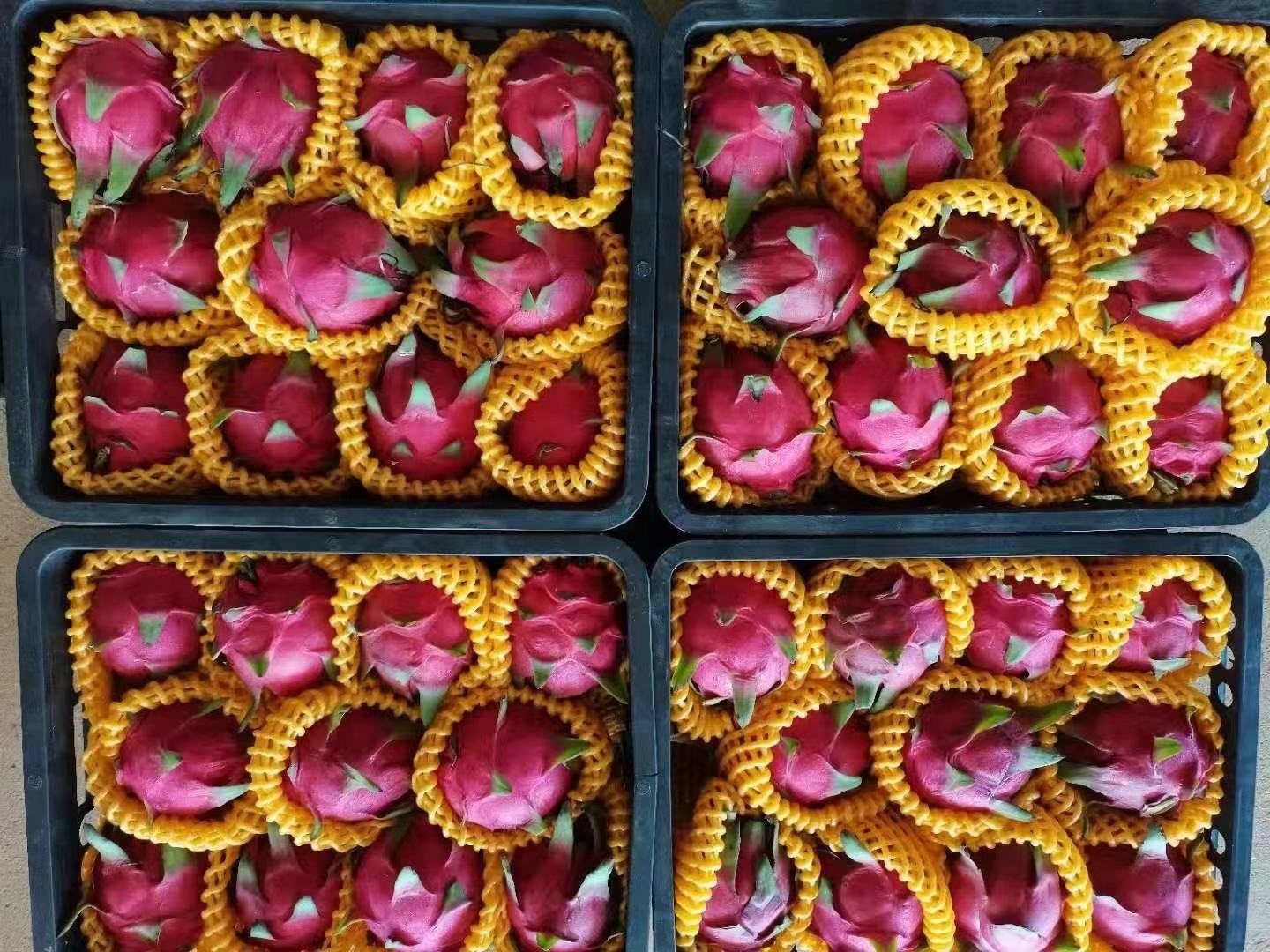 左侧为高档红心火龙果礼盒,六颗完整果实整齐排列于黑色绒布托盘中,外覆透明PET盖,附品牌LOGO丝带;右侧为普通塑料网套包装的散装白心火龙果,置于超市货架上。背景为现代都市生活场景,突显消费层级差异 红心火龙果礼盒与普通装对比展示图