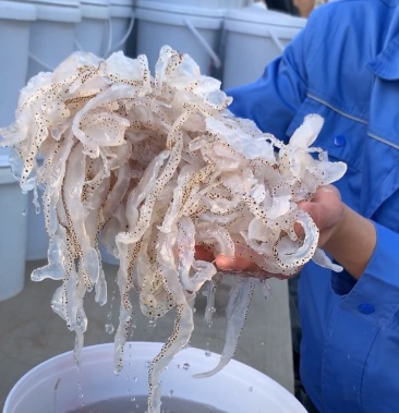 花丝 虎斑海蜇丝 珊瑚海蜇丝 厂家直销 诚信合作 批发