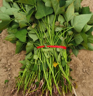 开封脱毒高淀粉红薯苗子