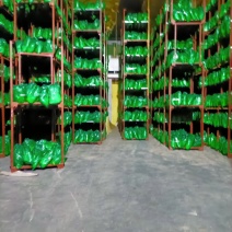 邳州精品红帽蒜苔长度25以上苔长苔绿适合各大批发市场
