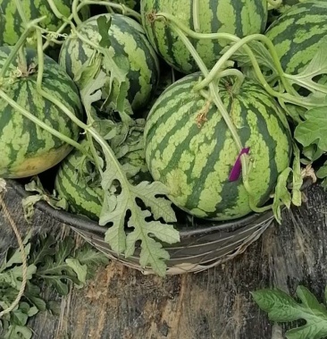 上海崇明岛正宗8424西瓜