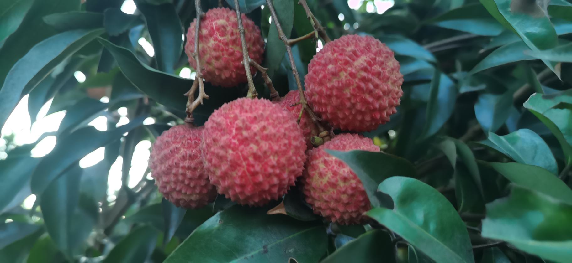 一棵高约6米的老荔枝树矗立在岭南风格的村落旁,树干粗壮皲裂,枝叶繁茂呈伞状展开,阳光透过树叶洒下斑驳光影,树下有石碑刻着‘桂味荔枝母树’字样,周围散落着几颗掉落的带刺荔枝外壳 桂味荔枝母树远景图