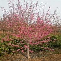 菊花碧桃，泰安菊花碧桃树，批发菊花碧桃，青藤农业