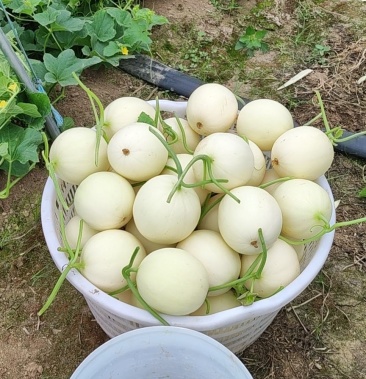 [甜瓜批发]甜红玉大量上市价格1.80元/斤 - 一亩田