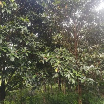 枇杷树