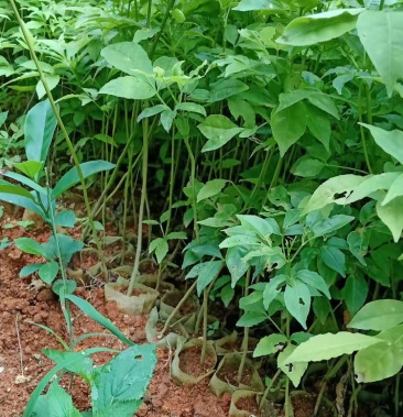 [批发]三叉苦苗出售价格0.30元/棵 - 一亩田