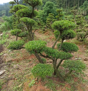 精品红芽赤楠地景大货