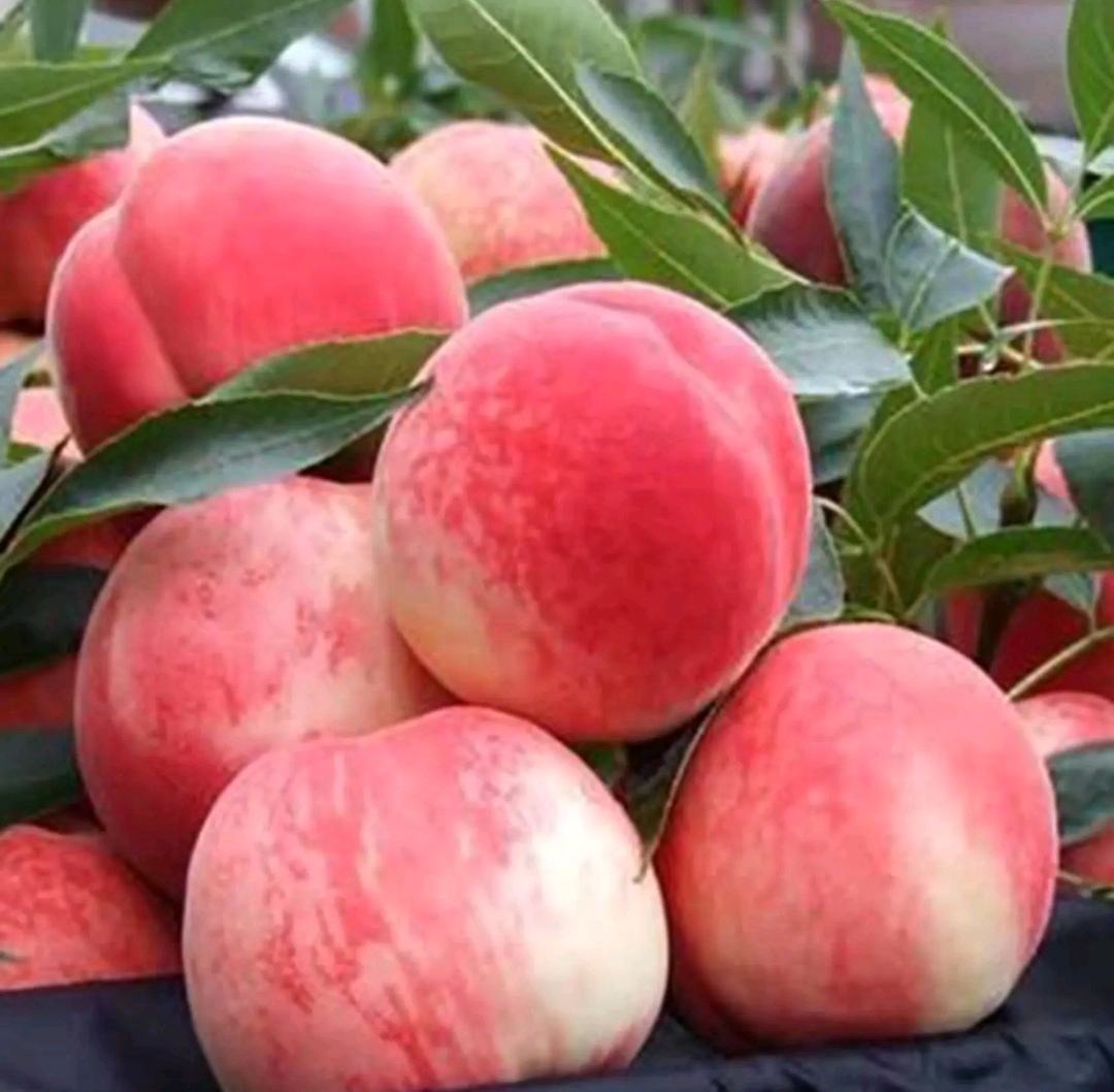 果农在果园中采摘成熟的中油4号油桃