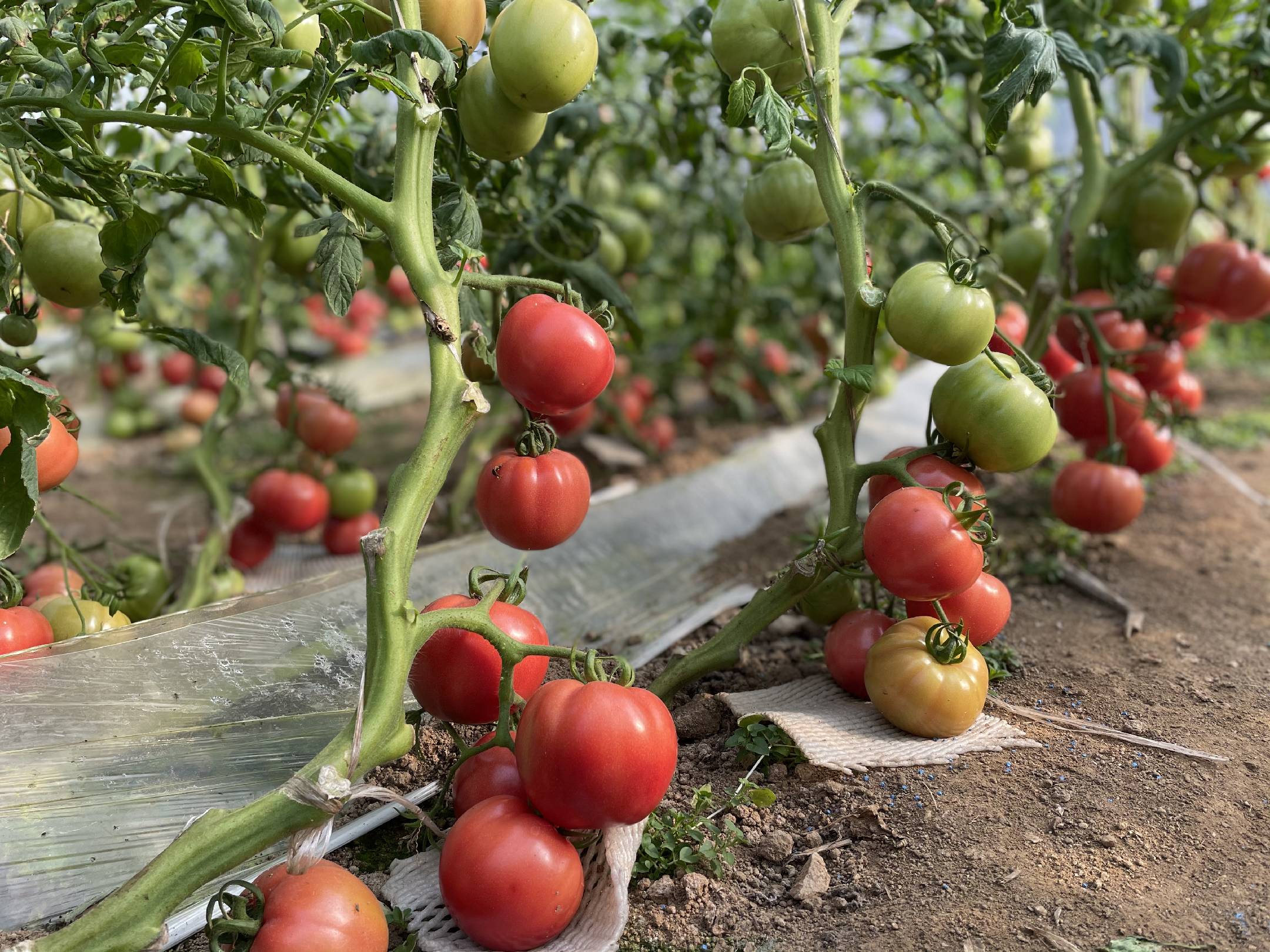 现代化生态农场中的普罗斯旺西红柿种植区，配备智能灌溉系统与气候监测设备，工人正在检查植株生长情况
