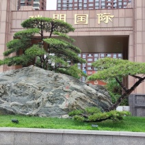 公司门面、高档小区用造型松