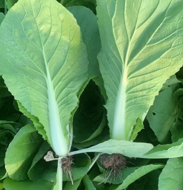 山东万亩蔬菜基地小白菜快菜水白苗水菜常年供应
