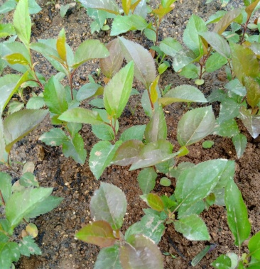 海棠苗芽苗 八楞海棠苗 高10cm左右现挖现卖 成活率高