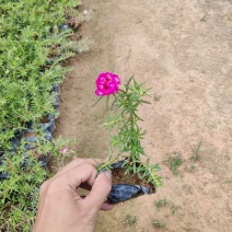 太阳花小苗福建漳州花卉苗木基地