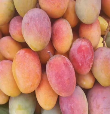 云南元江贵妃芒(小金凤),保新鲜,基地直发,可批发