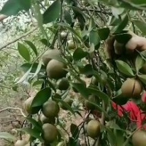 正宗的百年老树山茶油传统的压榨方法欢迎光临！