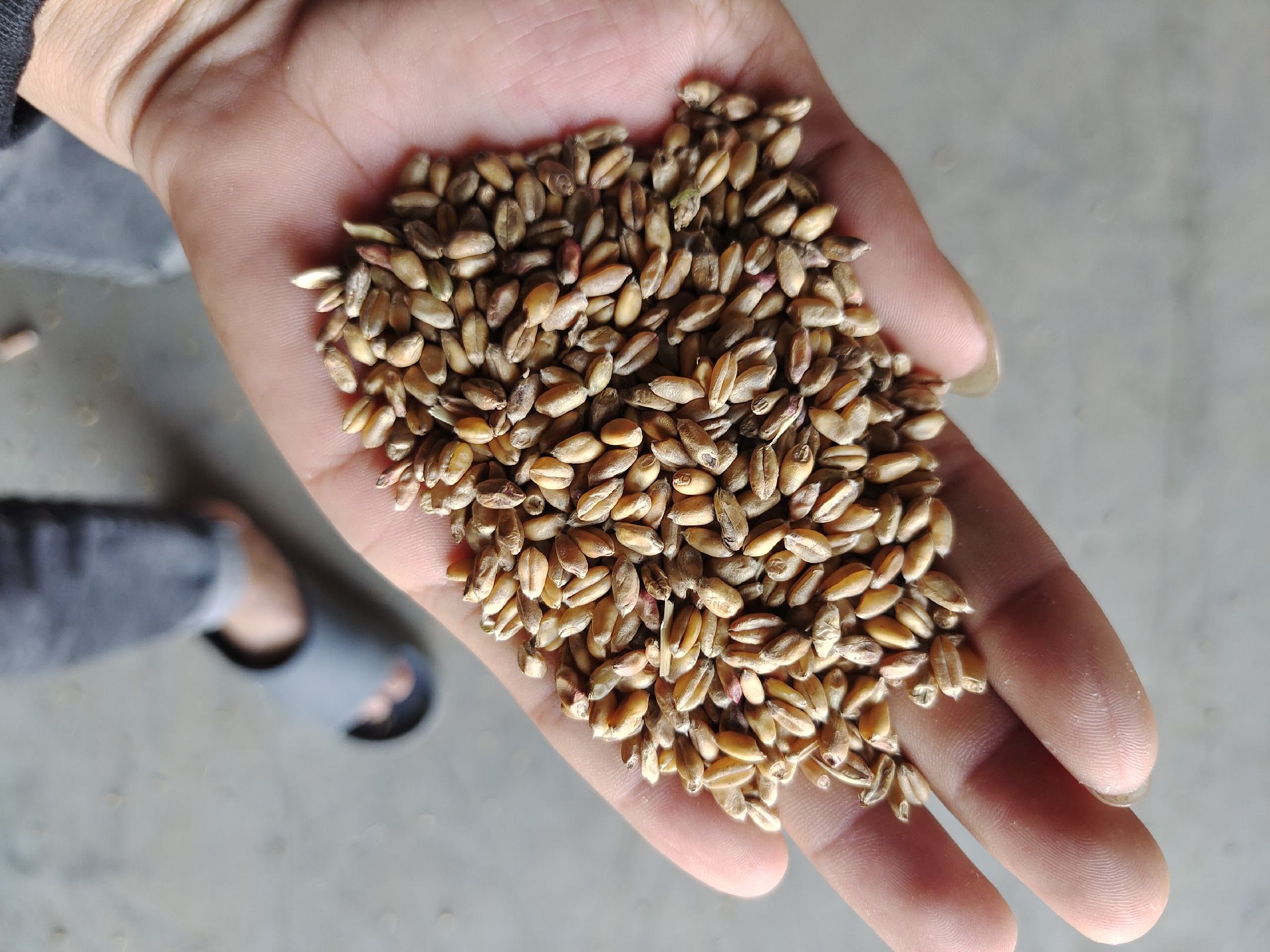 除草剂喷洒作业现场