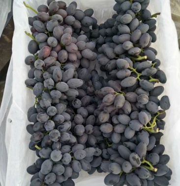 葡萄 精品紫甜无核a17大量上市,大串大粒
