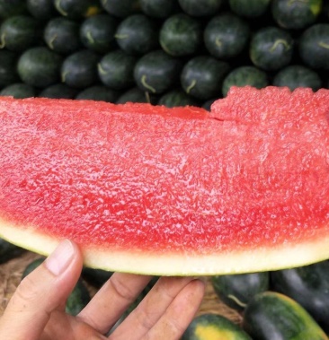 黑美人西瓜大量上市瓜型优颜色好保质保量可视频看货