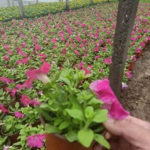 牵牛苗圃直发，多色牵牛价格低质量好，欢迎采购