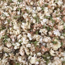 茉莉花渣花干渣枕头填充物广西横县中华茉莉园基地