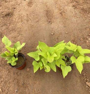 [批发]精品黄金薯 黄金薯基地直发 观叶植物价格0.60元/棵 - 一亩田