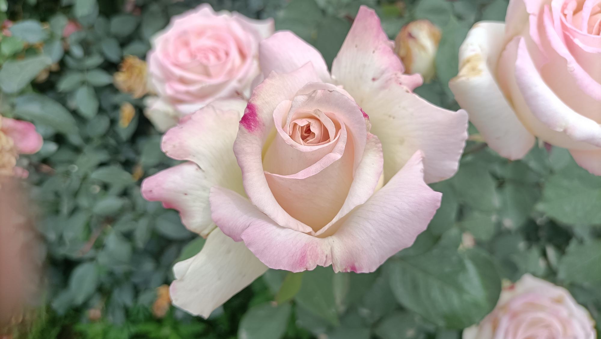 一株多季玫瑰‘四季粉佳人’正在盛放,植株健壮,枝头布满重瓣粉红色花朵,花瓣层层叠叠,阳光下呈现渐变粉色调,背景为绿色叶片与少量含苞花蕾,整体画面清新自然,突出品种的观赏性与丰产性 多季玫瑰‘四季粉佳人’盛开特写