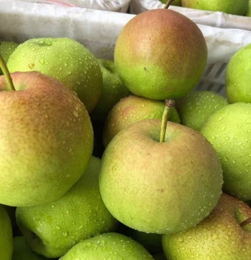 玉露香梨酥脆可口 皮薄肉厚 口感脆甜 汁多味美