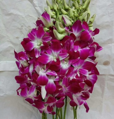 泰国洋兰常年供货