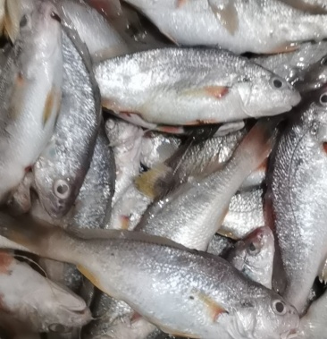 [批发]水古鱼价格25.00元/斤 - 一亩田