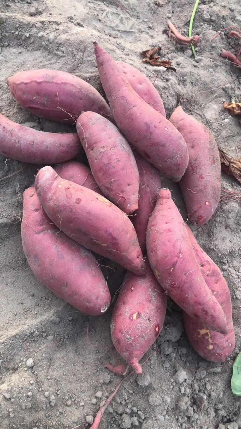广东红薯一点红红薯规格齐全产地直发价格便宜量大
