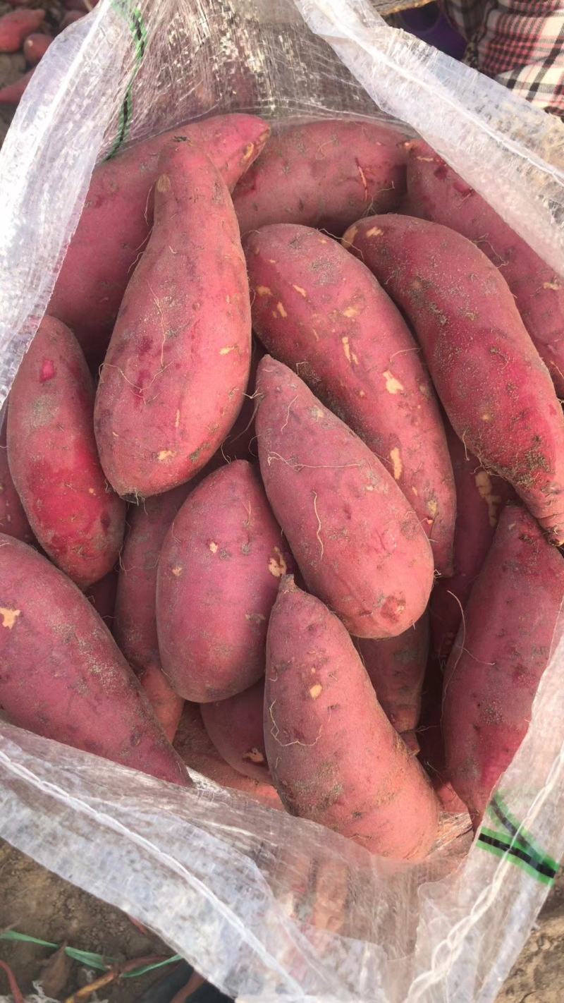 广东红薯一点红红薯规格齐全产地直发价格便宜量大
