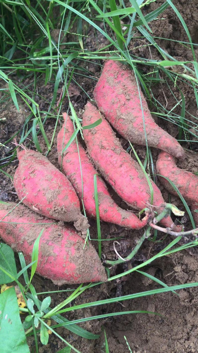 广东红薯一点红红薯规格齐全产地直发价格便宜量大