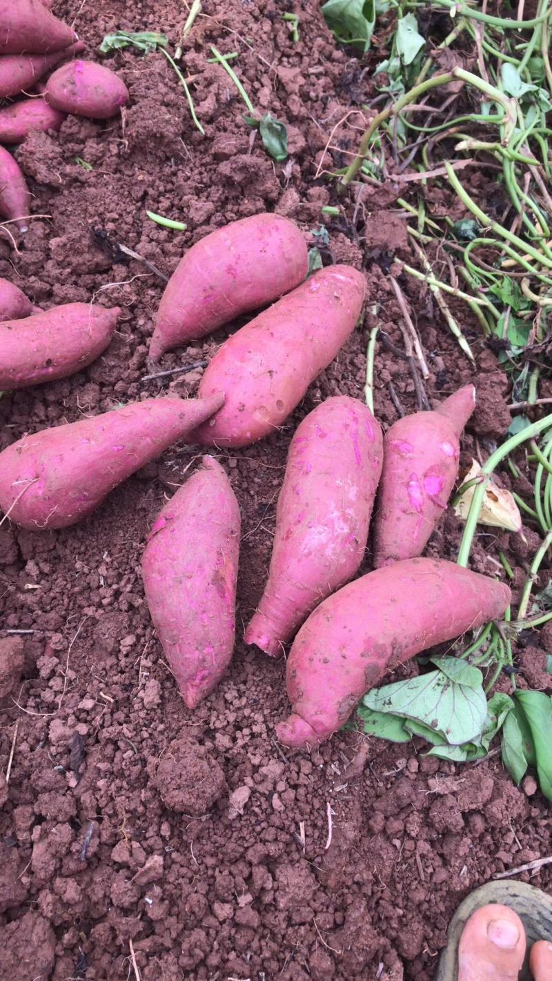 广东红薯一点红红薯规格齐全产地直发价格便宜量大