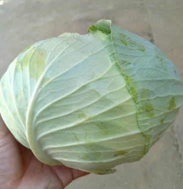 [扁包菜批发]精品包菜价格0.15元/斤 - 一亩田