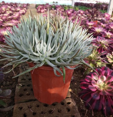 [多肉植物批发]爱杜丽丝两年老桩价格42.90元/棵 - 一亩田