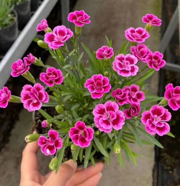 [欧石竹批发]欧石竹初吻价格3.00元/棵 - 一亩田