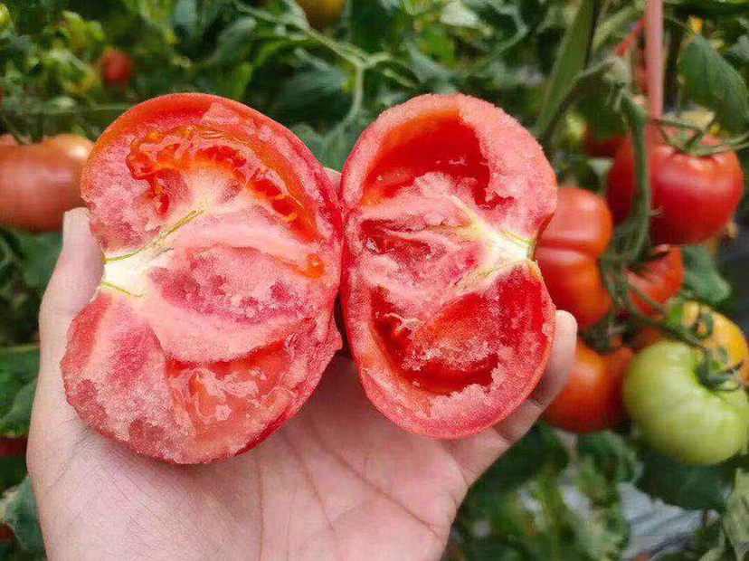 展示普罗旺斯西红柿与Doublerich大果番茄的横切面,突出果胶层厚度、心室数量、果肉密度差异,使用游标卡尺标注果壁厚度 番茄切面结构对比图